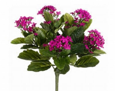 Picture of  FBK107-FU 13.5 in. Fuchsia Kalanchoe Bushes X5- Case of 6