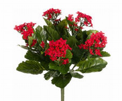 Picture of  FBK107-RE 13.5 in. Red Kalanchoe Bushes X5- Case of 6