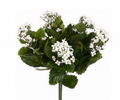Picture of  FBK107-WH 13.5 in. White Kalanchoe Bushes X5- Case of 6