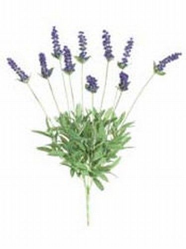 Picture of  FBL105-PU 21.5 in. Purple Lavender Bushes X10- Case of 12