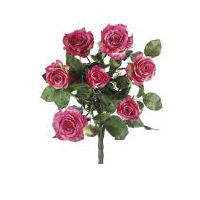 Picture of  FBR054-RO-TT 21.5 in. Two Tone Rose Confetti Rose Bush X7- Case of 1