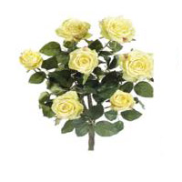 Picture of  FBR054-YE 21.5 in. Yellow Confetti Rose Bush X7- Case of 6