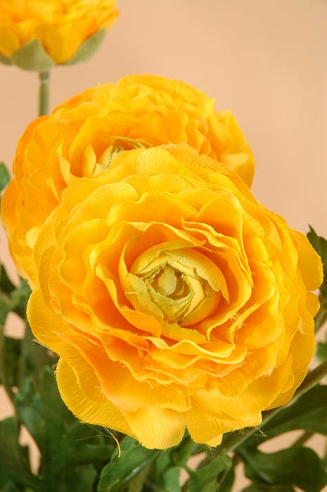 Picture of  FBR549-YE 19 in. Ranunculus Bush Yellow- Case of 6