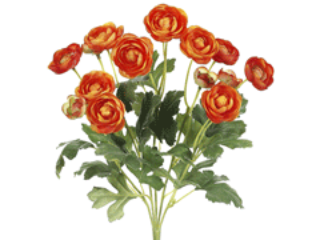 Picture of  FBR995-OR 13 in. Orange Mini Ranunculus Bush X5- Case of 12