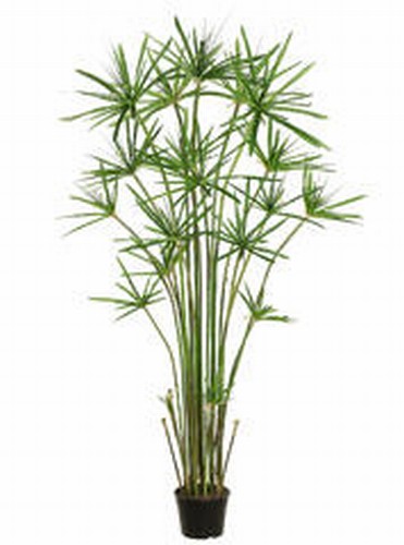 Picture of  LTG515-GR 5 ft. Cypress Grass Tree In Pot Green- Case of 1