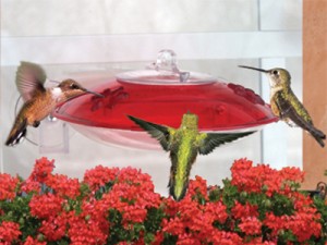 Picture of Droll Yankees Inc WH-3 Hummingbird Window Hummer 3 Hummingbird Feeder