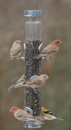 Picture of Droll Yankees Inc A-6RP Ring Pull Feeder Classic Ring Pull Sunflower-Mixed Seed Feeder
