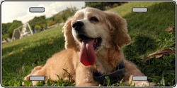 Cocker Spaniel Novelty License Plate - Full Color Photography - Standard Size - UV Resistant
