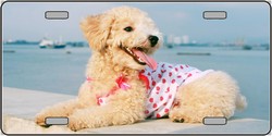 Poodle Novelty License Plate - Full Color - 6in. x 12in. - Lightweight Aluminum - UV Resistant