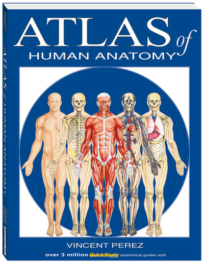Picture of BarCharts- Inc. 9781423201724 Atlas Of Human Anatomy