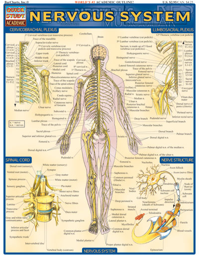 Picture of BarCharts- Inc. 9781572224988 Nervous System
