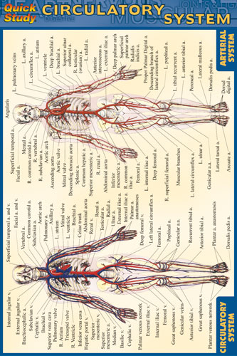 Picture of BarCharts- Inc. 9781572227583 Circulatory System