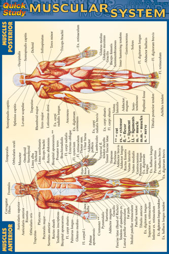 Picture of BarCharts- Inc. 9781572227606 Muscular System