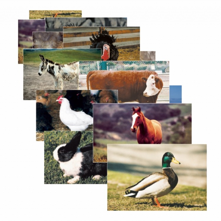 Picture of Stages Learning Materials SLM152 Farm Animals Posters Set