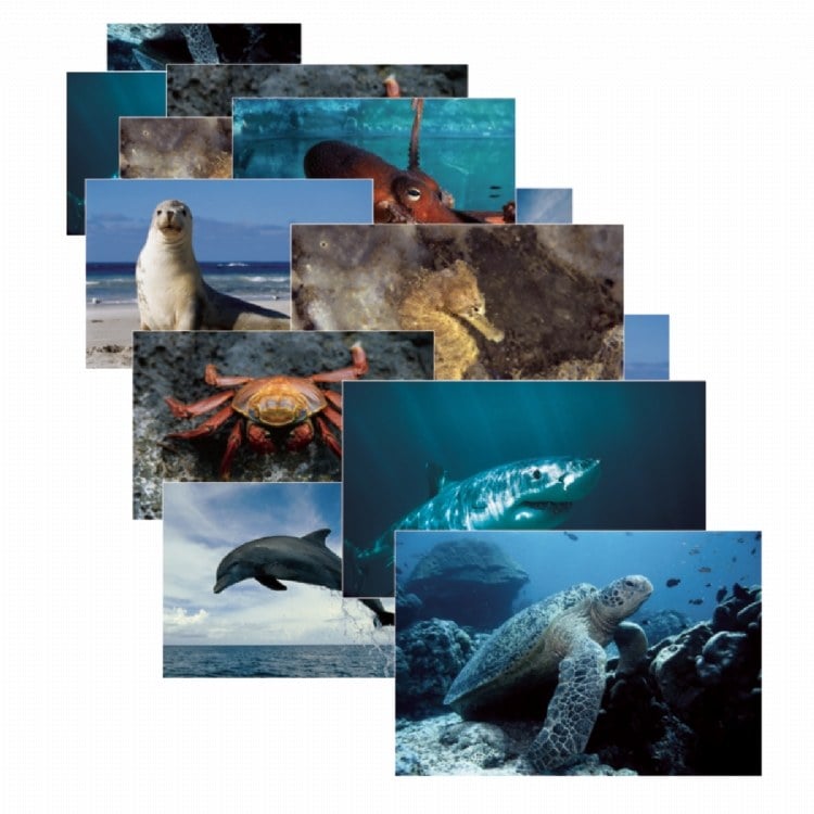 Picture of Stages Learning Materials SLM157 Sea Life Posters Set