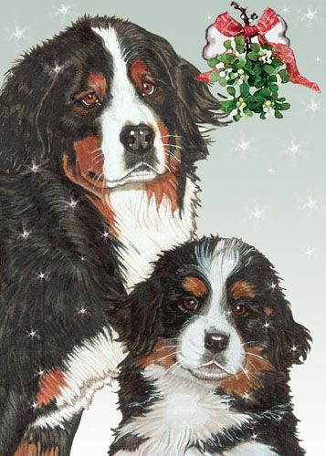 Picture of Pipsqueak Productions C559 Bernese Holiday Boxed Cards