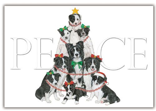 Picture of Pipsqueak Productions C560 Border Collie Holiday Boxed Cards