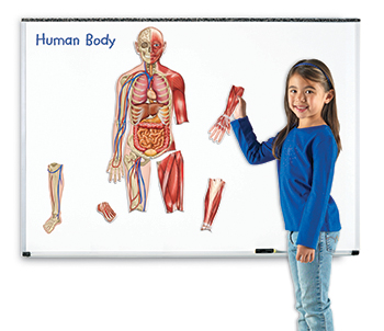 Picture of Learning Resources LER6044 Double-Sided Magnetic Human Body