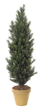 A-9683 5 ft. Podocarpus Bush