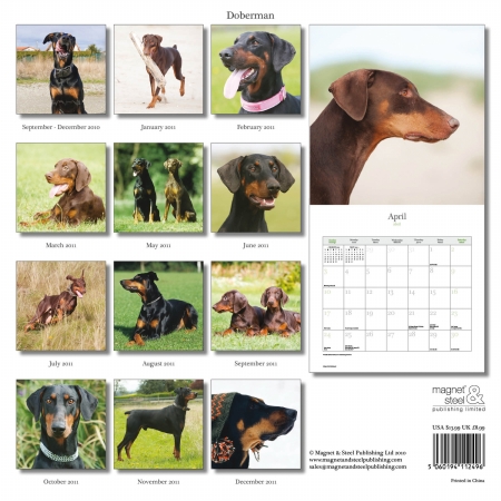 Picture of Magnet & Steel Limited 3764 Doberman
