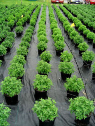 6 ft. x 300 ft. Bulk Roll Sunbelt Ground Cover
