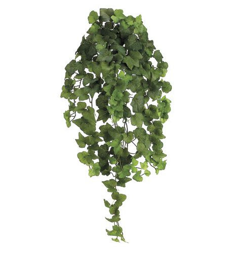 Picture of  PBI232-GR 31 in. Natural Hedera Ivy Bu-Vi.X10 - Green - 4 Each