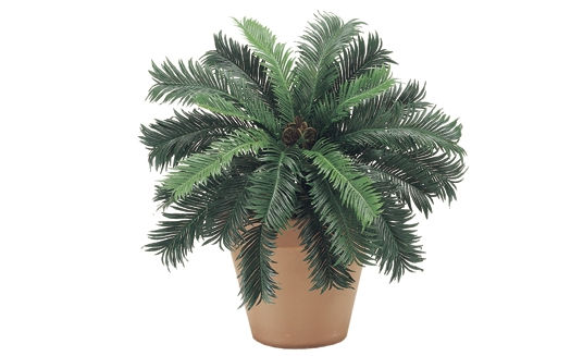 Picture of  PBP025- 22 in. Cycas Palm Bush X25- 6 Each