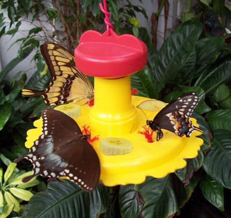 Picture of Songbird Essentials SE78200 Butterfly Feeder