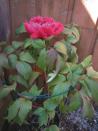 24 Count 18in. X 30in. Flower Supports - Pack of 12