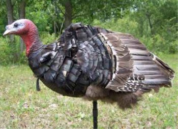 Picture of A Way Hunting Products 10080 Turkey Skinz