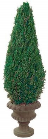 Picture of Forever Green Art CON020P 20 in. Preserved Cone in Paper Mache Pot