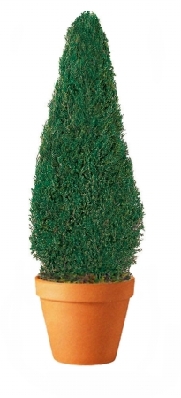 Preserved Cone Topiary in Paper Mache Pot 30in.