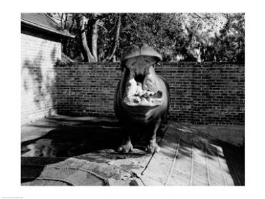 Picture of PVT/Superstock SAL255420687 USA  Louisiana  New Orleans  Hippopotamus in zoo yawning -24 x 18- Poster Print