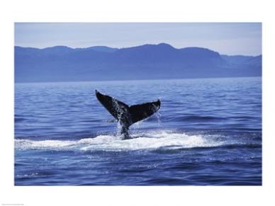 Picture of PVT/Superstock SAL13704929 Tail fin of a Humpback Whale in the sea  Alaska  USA -24 x 18- Poster Print