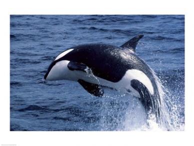 Picture of PVT/Superstock SAL1811543 Killer Whale Orcinus Orca Atlantic Ocean -24 x 18- Poster Print