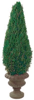 Preserved Cone Juniper Tree 60 in.