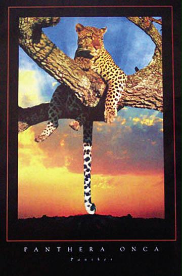 92075-24x36-AN Panther Poster