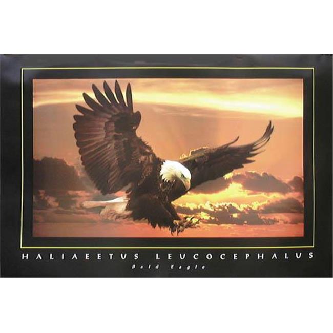 Hot Stuff 2081-24x36 AN 24  x 36  Eagle Poster