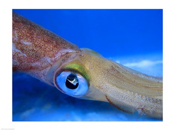 Close-up of a squid underwater -24 x 18- Poster Print