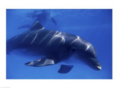 Bottle-Nosed Dolphin -24 x 18- Poster Print
