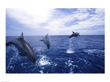 Bottle-Nosed Dolphins -24 x 18- Poster Print