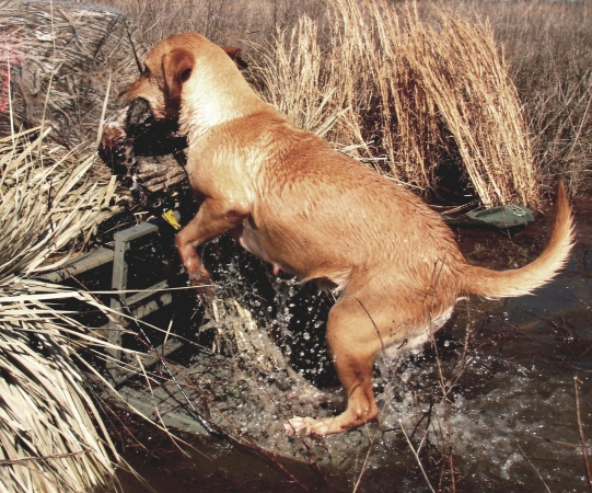 Load-A-Pup HD For the HuntiN dog