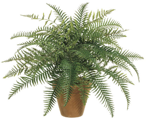 Picture of 24 Inch River Fern Bush X35 - Qty of 6