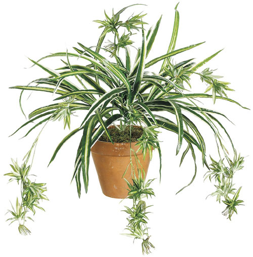 Picture of 34 Inch Spider Plant x80 - Green and White - Qty of 12