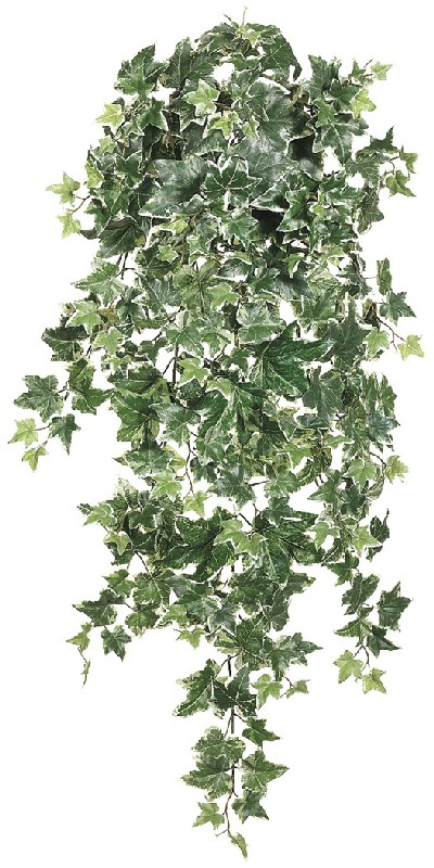 Picture of 36 Inch Puff Ivy Hanging Bush x12 with 250 Leaves Variegated - Qty of 6