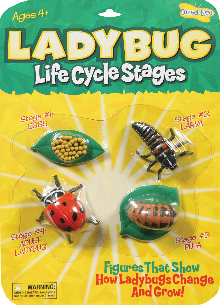 Picture of Insect Lore Ilp6090 Ladybug Life Cycle Stages
