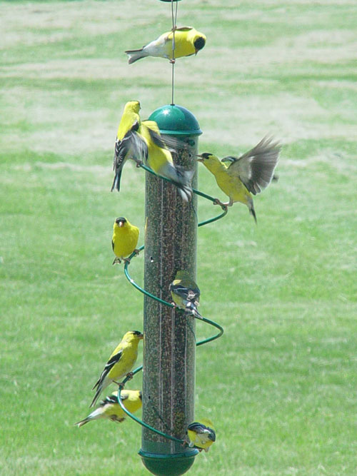 Picture of 17 Inch Green Spiral Finch Tube Feeder