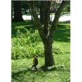 Songbird Essentials SESQUNGEE 1" x 7" x 4.75" Deluxe Squirrel Feeder Songbird Essentials SESQUNGEE 1" x 7" x 4.75" Deluxe Squirrel Feeder
