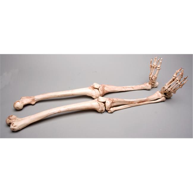 Skeletons and More SM380DLA Aged Left Skeleton Leg