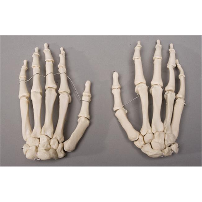 Skeletons and More SM376DL Left Skeleton Hand